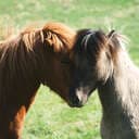 ILOVEHORSE